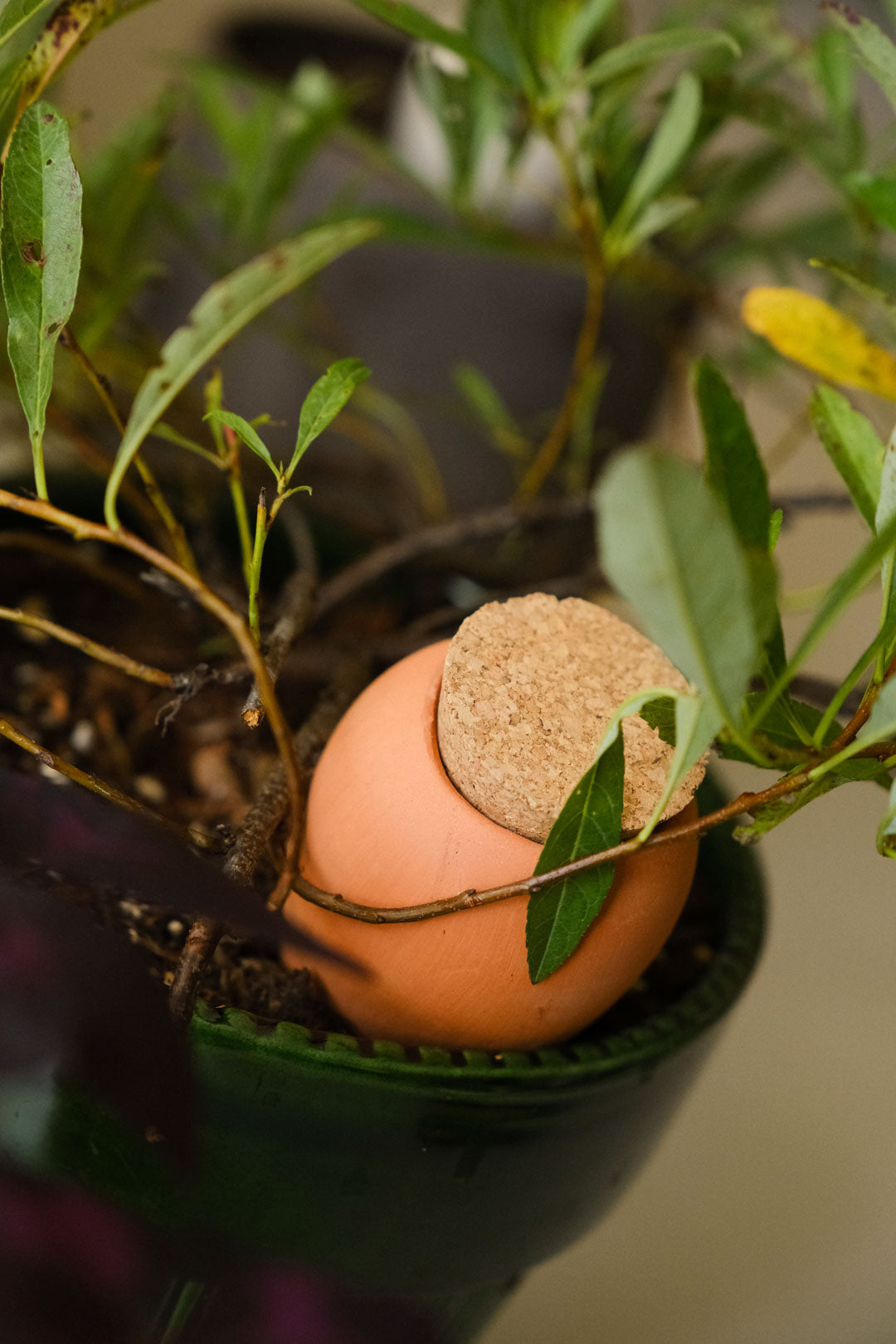 Trio mini Ollas - Terracotta et grainés