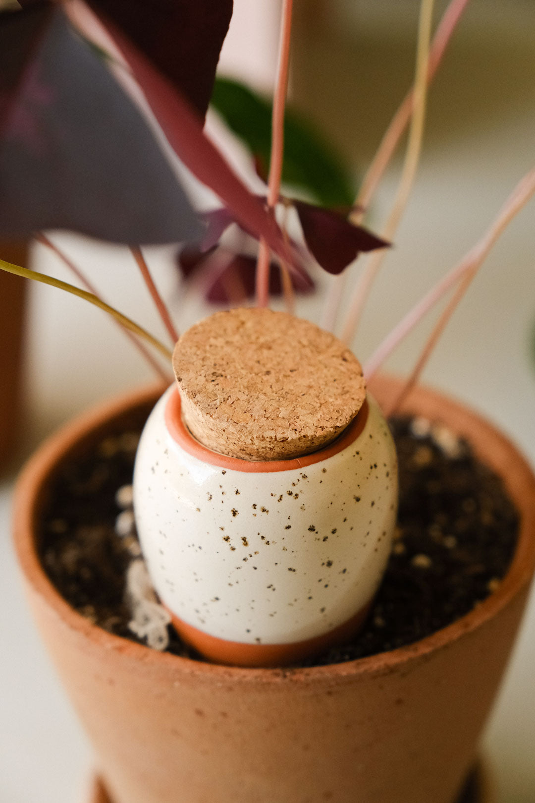 Trio mini Ollas - Terracotta et grainés