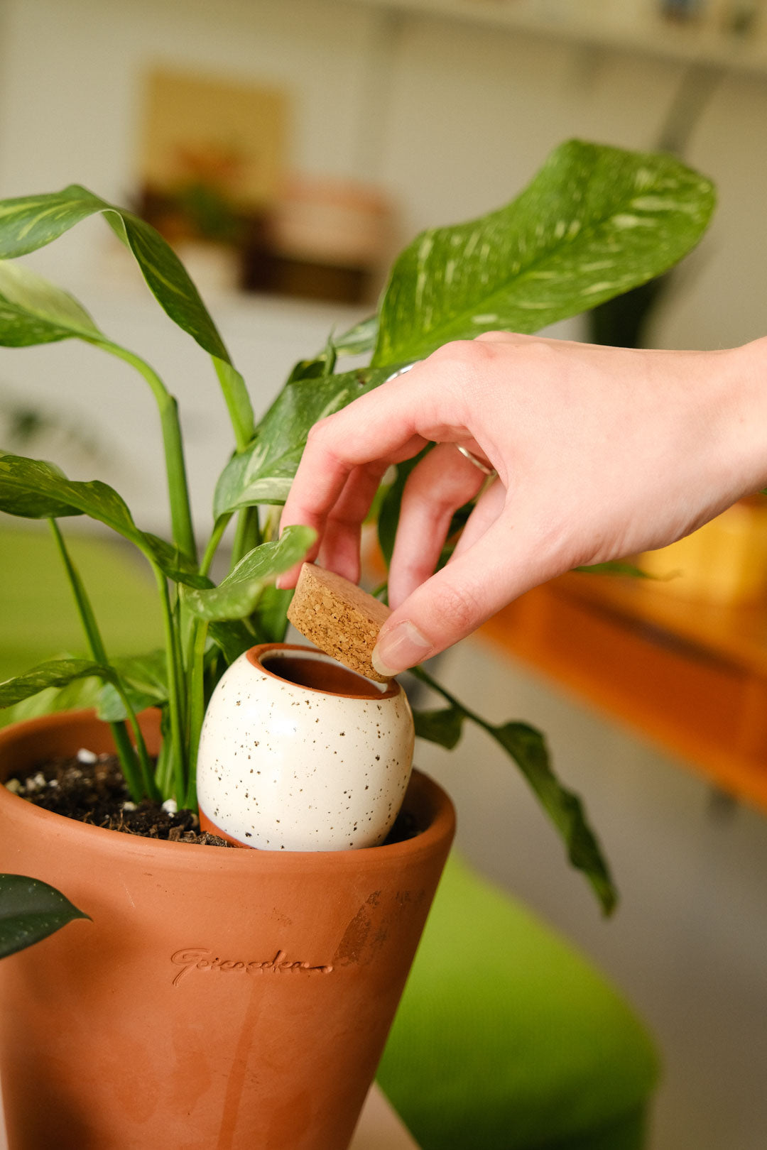 Trio mini Ollas - Terracotta et grainés