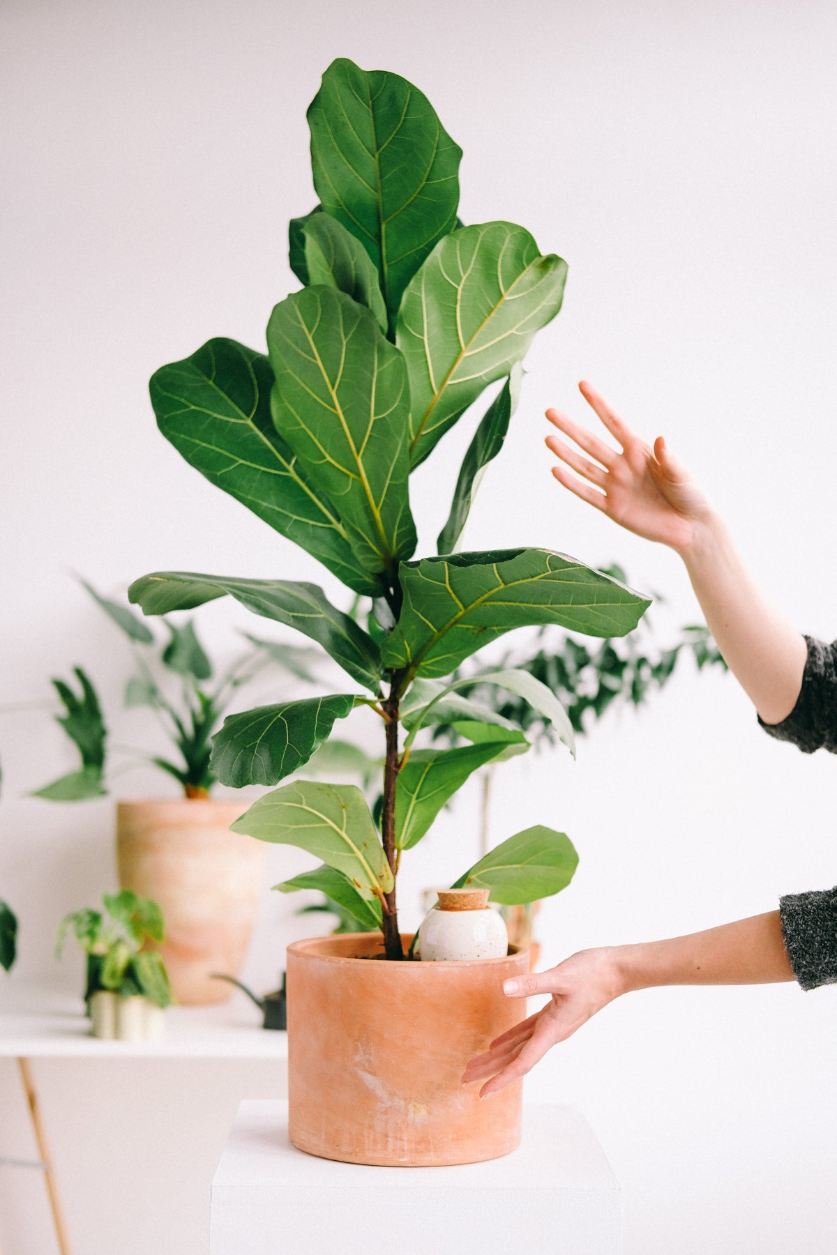 Olla - Blanc grainé